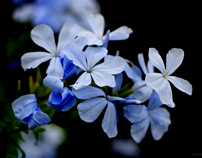 Bluish Flowers