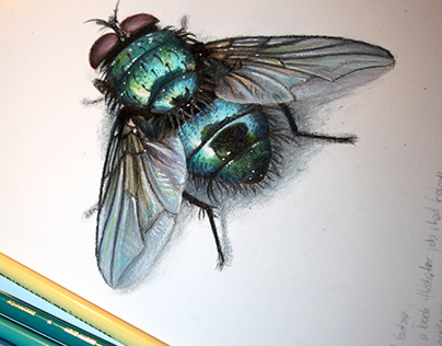 Insect studies