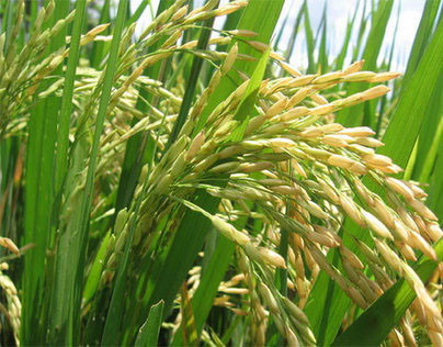 Cultivo digital de arroz.
