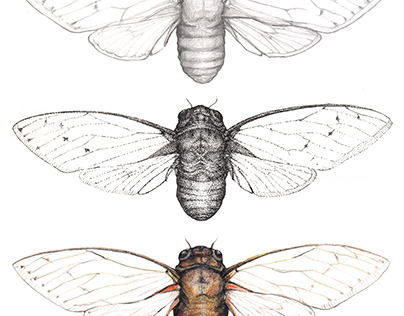 Empress Cicada Studies