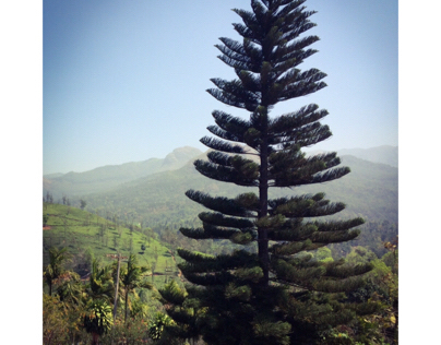 Wanderlust to Hills -Gudalore,Nilgiris,India