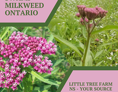 Your Source for Swamp Milkweed in Ontario