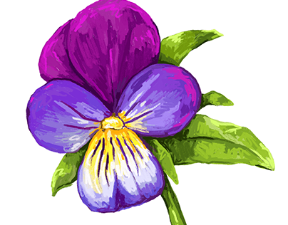 Wild Pansy for Brand Identity Pitch