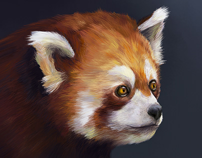 Cute red panda illustration