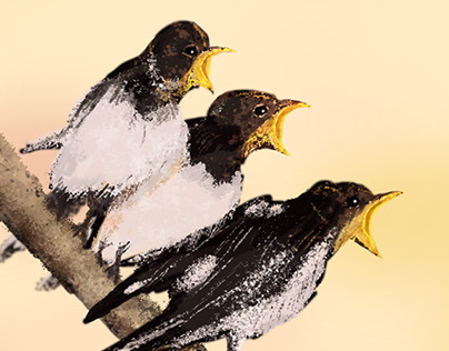 Birds - Illustration