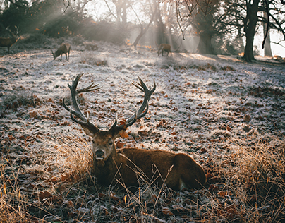 The elks of winter