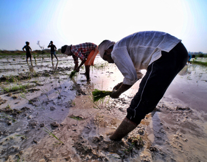 VIDEO-Paddy field in Rohtak,Haryana