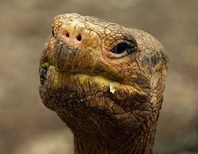 The Faces of The Galapagos