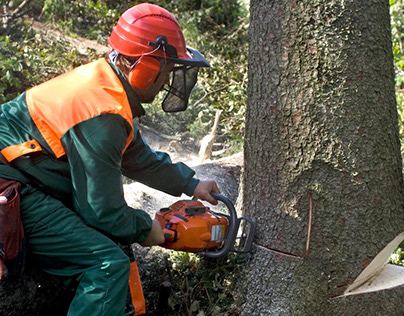 What is a Tree Removal Service and Why is it Important?