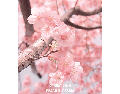 HoDo Peach Blossom 2019 Family Collection Project