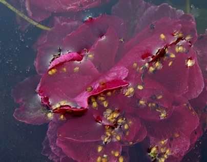 Underwater life of roses