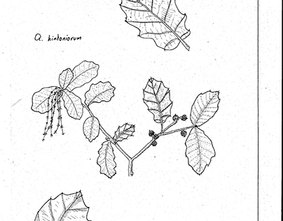 Ilustración Naturalista - Quercus hintoniorum