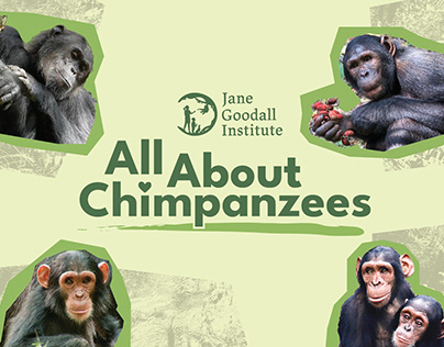 All About Chimpanzees