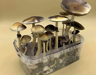 Mushrooms with Mushroom Spore Kits in Vancouver