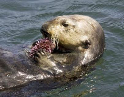 Sea Otters and the Fight Against Carbon Emissions