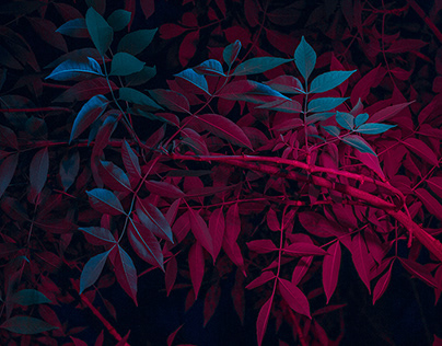 neon leaves, pt. I