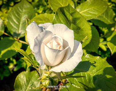 Biała Róża...