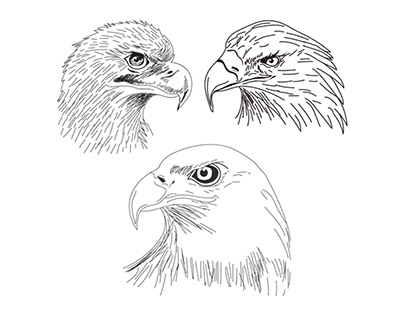 Hand Drawn Eagle Vector