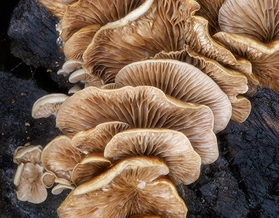 Fungus & Artichoke