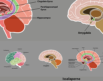 Brain Illustration Series