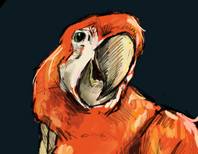 Scarlet Macaw Illustration