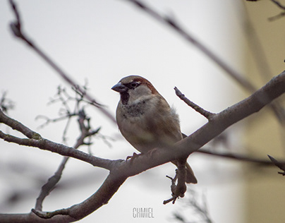 Poland House sparrow