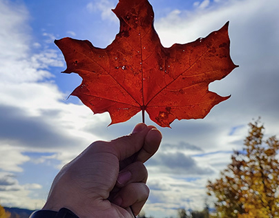 Project thumbnail - Maple leaf