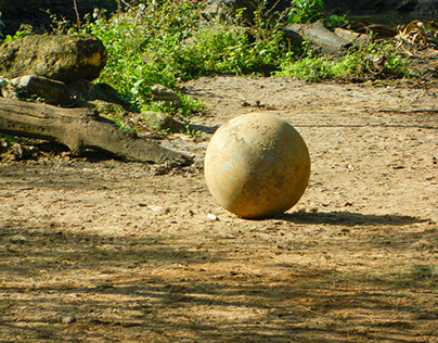 the animal object ball