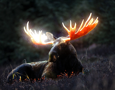 Majestic Moose