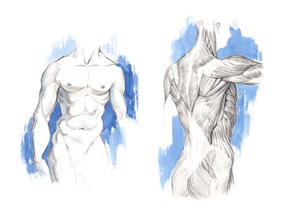 Anatomy study. Sketches