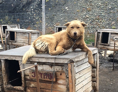 Arctic Nature Photography: Dog yard