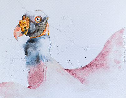 King Vulture in watercolor
