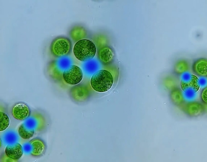 Biofuel & Bio-Luminescence Micro-algae
