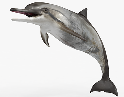 Spinner Dolphin Rigged 3D Model