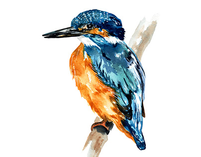 Kingfisher. Watercolour