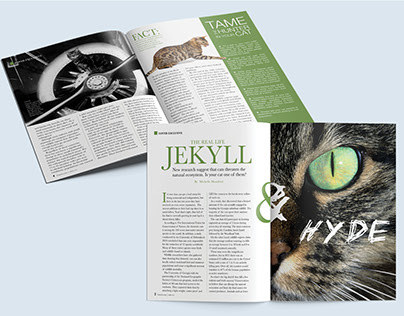 Catster Magazine Concept