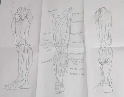 Partes de la pierna
