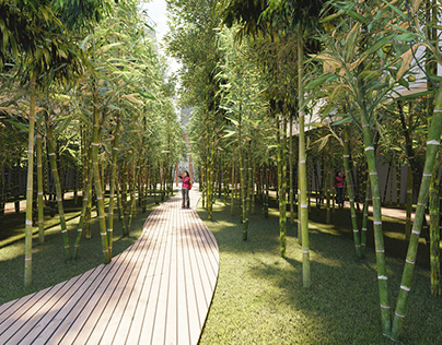 Reflexos / Floresta de Bambu