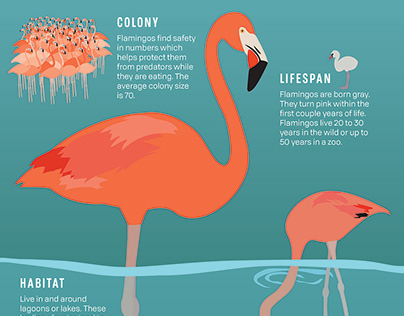 Flamingo Infographic