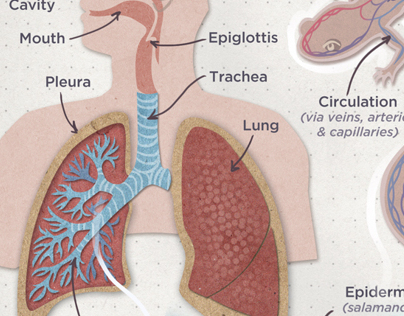 Lung Breathing vs. Cutaneous Respiration