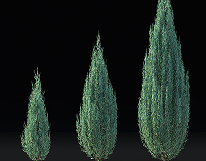 Juniperus scopulorum 3D model