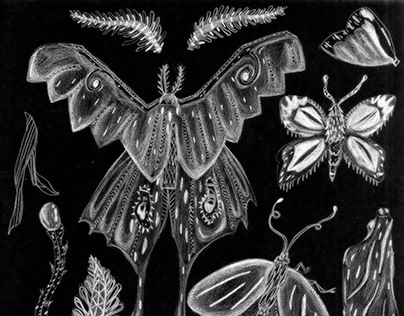 Entomology Illustrations