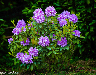 Violet and Red Rhododendron