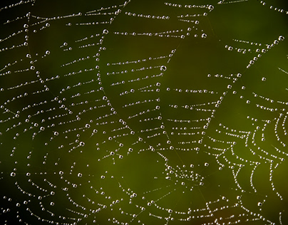 Spiderwebs.