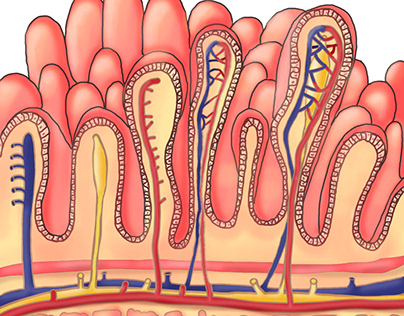 Microscopic view of the intestinal villus.