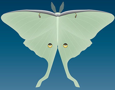 Luna Moth Illustration
