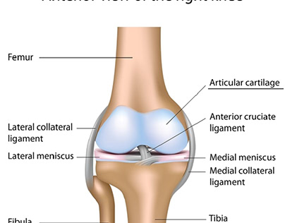 Joint Cartilage Restoration
