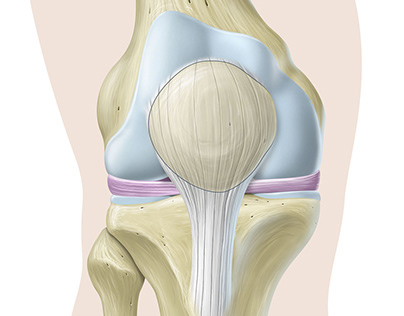 Anatomie et chirurgie du genou
