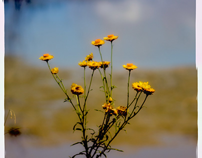 Straw Flowers - Little Llangothlin Nature Reserve