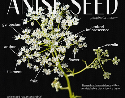 Anise Seed Anatomical Graphic